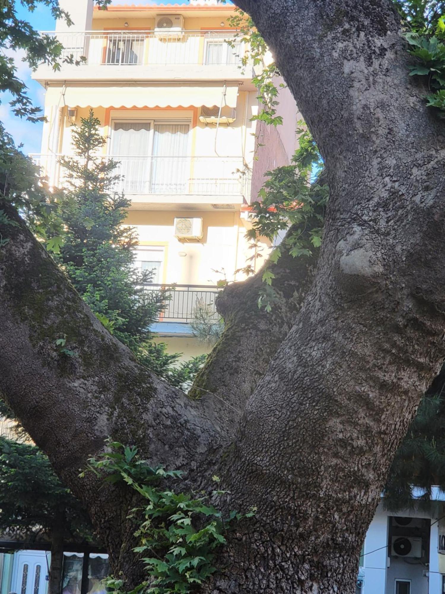 Platanakia Houses Yanya Dış mekan fotoğraf